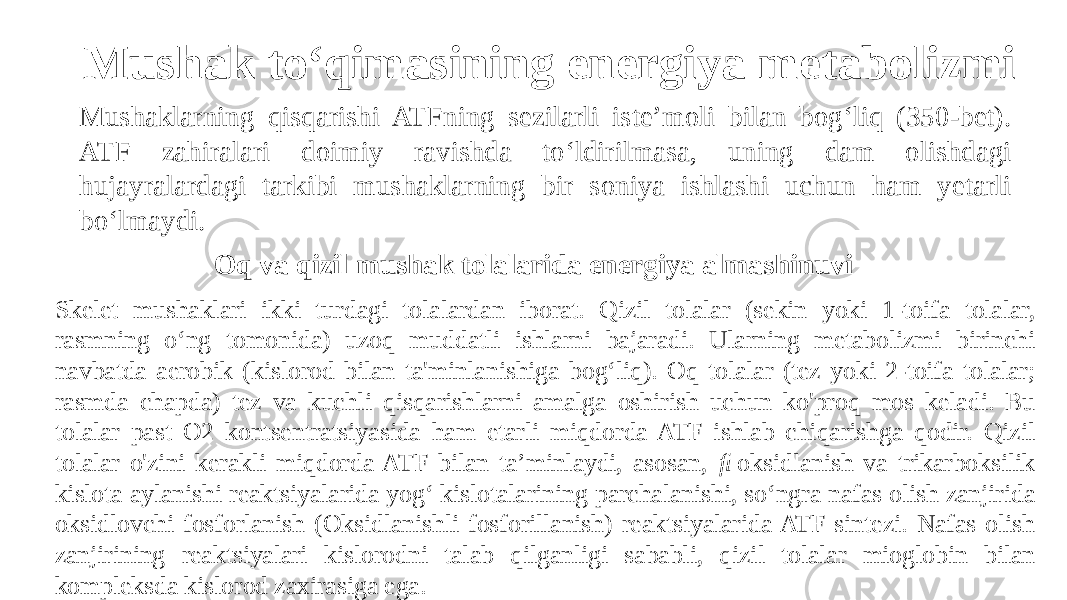 Mushak to‘qimasining energiya metabolizmi Mushaklarning qisqarishi ATFning sezilarli iste’moli bilan bog‘liq (350-bet). ATF zahiralari doimiy ravishda to‘ldirilmasa, uning dam olishdagi hujayralardagi tarkibi mushaklarning bir soniya ishlashi uchun ham yetarli bo‘lmaydi. Oq va qizil mushak tolalarida energiya almashinuvi Skelet mushaklari ikki turdagi tolalardan iborat. Qizil tolalar (sekin yoki 1-toifa tolalar, rasmning o‘ng tomonida) uzoq muddatli ishlarni bajaradi. Ularning metabolizmi birinchi navbatda aerobik (kislorod bilan ta&#39;minlanishiga bog‘liq). Oq tolalar (tez yoki 2-toifa tolalar; rasmda chapda) tez va kuchli qisqarishlarni amalga oshirish uchun ko&#39;proq mos keladi. Bu tolalar past O2 kontsentratsiyasida ham etarli miqdorda ATF ishlab chiqarishga qodir. Qizil tolalar o&#39;zini kerakli miqdorda ATF bilan ta’minlaydi, asosan, oksidlanish va trikarboksilik  kislota aylanishi reaktsiyalarida yog‘ kislotalarining parchalanishi, so‘ngra nafas olish zanjirida oksidlovchi fosforlanish (Oksidlanishli fosforillanish) reaktsiyalarida ATF sintezi. Nafas olish zanjirining reaktsiyalari kislorodni talab qilganligi sababli, qizil tolalar mioglobin bilan kompleksda kislorod zaxirasiga ega. 
