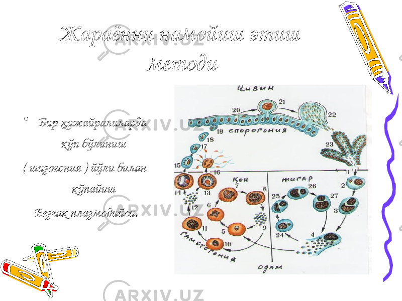 Жараённи намойиш этиш методи • Бир ҳужайралиларда к ўп бўлиниш ( шизогония ) йўли билан кўпайиш Безгак плазмодийси. 