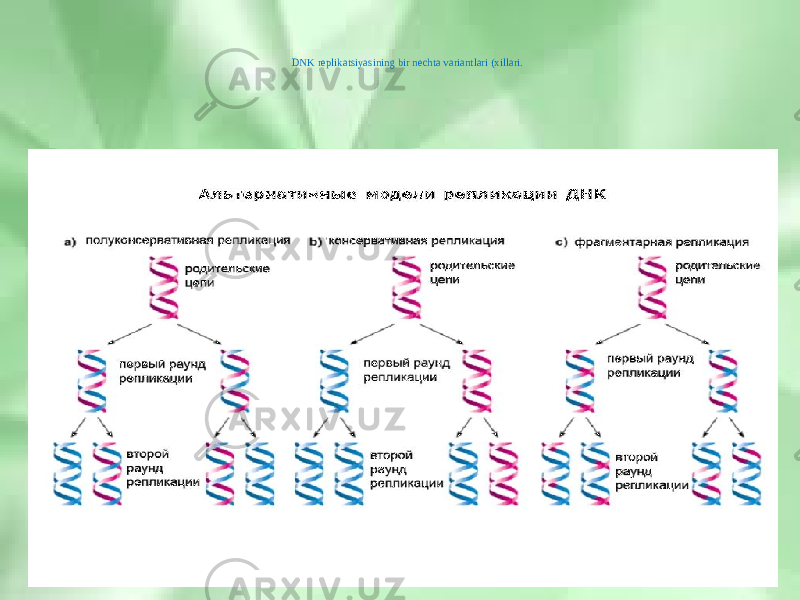 DNK replikatsiyasining bir nechta variantlari (xillari. 