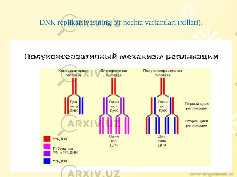 DNK replikatsiyasining bir nechta variantlari (xillari). 