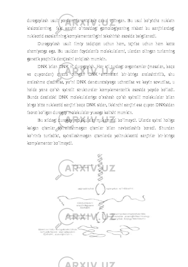 duragaylash usuli yordamida aniqlash qabul qilingan. Bu usul bo`yicha nuklein kislotalarning ikki zanjiri o`rtasidagi gomologiyaning nisbati bu zanjirlardagi nukleotid asoslarining komplementarligini tekshirish asosida belgilanadi. Duragaylash usuli ilmiy tadqiqot uchun ham, tajriba uchun ham katta ahamiyatga ega. Bu usuldan foydalanib molekulalarni, ulardan olingan turlarning genetik yaqinlik darajasini aniqlash mumkin. DNK bilan DNK ni duragaylsh. Har xil turdagi organizmlar (masalan, baqa va quyondan) ajratib olingan DNK eritmalari bir-biriga aralashtirilib, shu aralashma qizdirilsa, ya’ni DNK denaturatsiyaga uchratilsa va keyin sovutilsa, u holda yana qo`sh spiralli strukturalar komplementarlik asosida paydo bo`ladi. Bunda dastlabki DNK molekulalariga o`xshash qo`sh spiralli molekulalar bilan birga bitta nukleotid zanjiri baqa DNK sidan, ikkinchi zanjiri esa quyon DNKsidan iborat bo`lgan duragay molekulalar yuzaga kelishi mumkin. Bu xildagi duragay molekulalar mukammal bo`lmaydi. Ularda spiral holiga kelgan qismlar spirallashmagan qismlar bilan navbatlashib boradi. Shundan ko`rinib turibdiki, spirallashmagan qismlarda polinukleotid zanjirlar bir-biriga komplementar bo`lmaydi. 