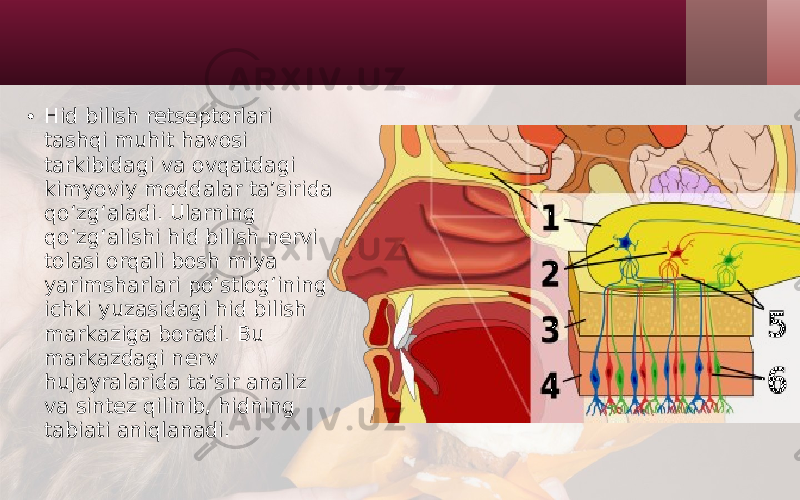 • Hid bilish retseptorlari tashqi muhit havosi tarkibidagi va ovqatdagi kimyoviy moddalar ta’sirida qo‘zg‘aladi. Ularning qo‘zg‘alishi hid bilish nervi tolasi orqali bosh miya yarimsharlari po‘stlog‘ining ichki yuzasidagi hid bilish markaziga boradi. Bu markazdagi nerv hujayralarida ta’sir analiz va sintez qilinib, hidning tabiati aniqlanadi. 