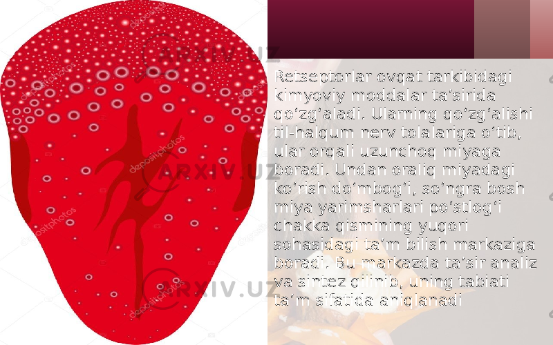 • Retseptorlar ovqat tarkibidagi kimyoviy moddalar ta’sirida qo‘zg‘aladi. Ularning qo‘zg‘alishi til-halqum nerv tolalariga o‘tib, ular orqali uzunchoq miyaga boradi. Undan oraliq miyadagi ko‘rish do‘mbog‘i, so‘ngra bosh miya yarimsharlari po‘stlog‘i chakka qismining yuqori sohasidagi ta’m bilish markaziga boradi. Bu markazda ta’sir analiz va sintez qilinib, uning tabiati ta’m sifatida aniqlanadi 