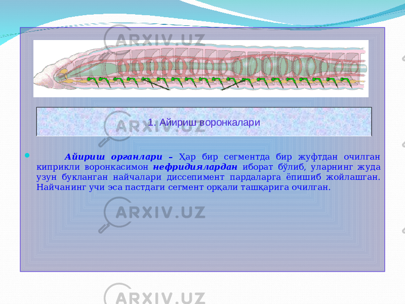   Айириш органлари – Ҳар бир сегментда бир жуфтдан очилган киприкли воронкасимон нефридиялардан иборат бўлиб, уларнинг жуда узун букланган найчалари диссепимент пардаларга ёпишиб жойлашган. Найчанинг учи эса пастдаги сегмент орқали ташқарига очилган. 1. Айириш воронкалари 