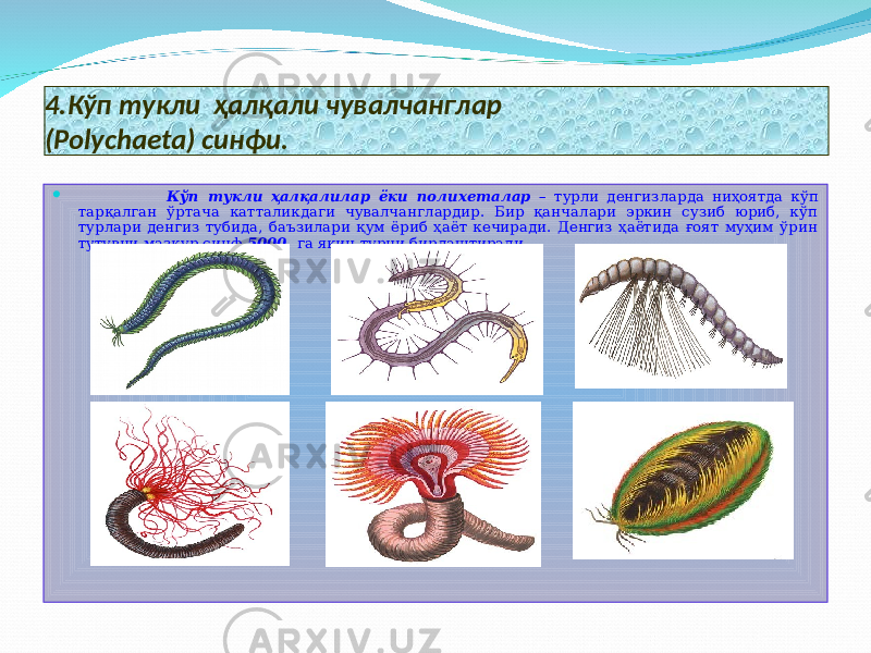 4.Кўп тукли ҳалқали чувалчанглар (Polychaeta) синфи.  Кўп тукли ҳалқалилар ёки полихеталар – турли денгизларда ниҳоятда кўп тарқалган ўртача катталикдаги чувалчанглардир. Бир қанчалари эркин сузиб юриб, кўп турлари денгиз тубида, баъзилари қум ёриб ҳаёт кечиради. Денгиз ҳаётида ғоят муҳим ўрин тутувчи мазкур синф 5000 га яқин турни бирлаштиради. 