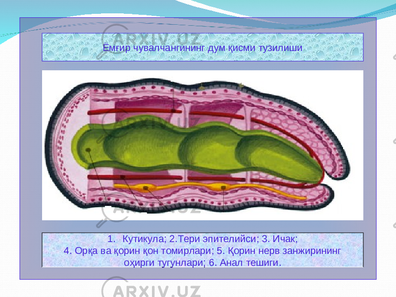  Ёмғир чувалчангининг дум қисми тузилиши 1. Кутикула; 2.Тери эпителийси; 3. Ичак; 4. Орқа ва қорин қон томирлари; 5. Қорин нерв занжирининг оҳирги тугунлари; 6. Анал тешиги. 