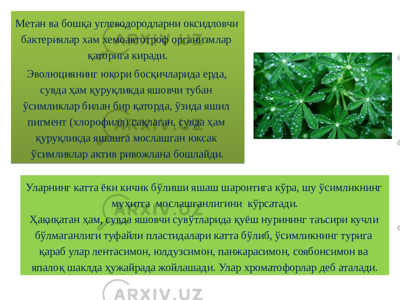 Метан ва бошқа углеводородларни оксидловчи бактериялар хам хемоавтотроф организмлар қаторига киради. Эволюциянинг юқори босқичларида ерда, сувда ҳам қуруқликда яшовчи тубан ўсимликлар билан бир қаторда, ўзида яшил пигмент (хлорофилл) сақлаган, сувда ҳам қуруқликда яшашга мослашган юксак ўсимликлар актив ривожлана бошлайди. Уларнинг катта ёки кичик бўлиши яшаш шароитига кўра, шу ўсимликнинг муҳитга мослашганлигини кўрсатади. Ҳақиқатан ҳам, сувда яшовчи сувўтларида қуёш нурининг таъсири кучли бўлмаганлиги туфайли пластидалари катта бўлиб, ўсимликнинг турига қараб улар лентасимон, юлдузсимон, панжарасимон, соябонсимон ва япалоқ шаклда ҳужайрада жойлашади. Улар хроматофорлар деб аталади.38 0E 0D0B 3C17 08 07 230410 0D0F 07 