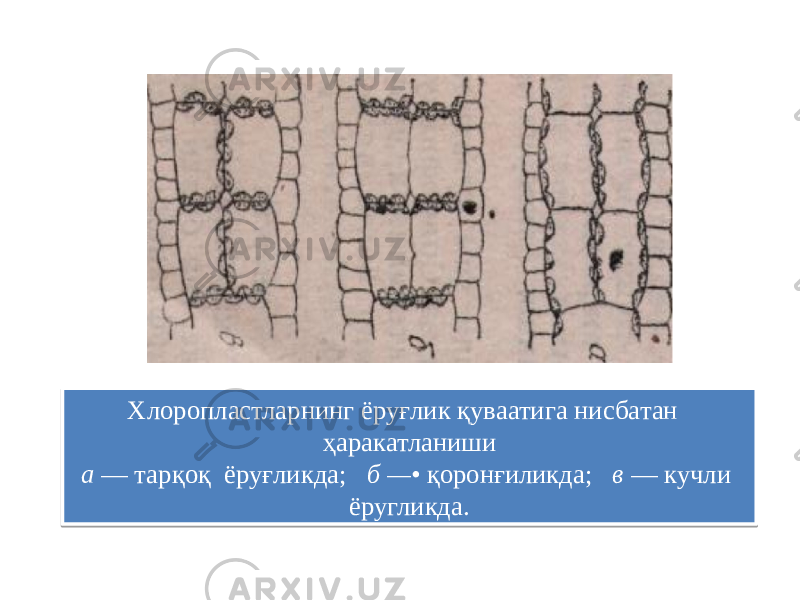 Хлоропластларнинг ёруғлик қуваатига нисбатан ҳаракатланиши а — тарқоқ ёруғликда; б —• қоронғиликда; в — кучли ёругликда.28 200B 0705 420613 12 0D 17 42060A 2A 