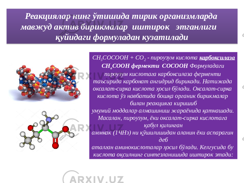 Реакциялар нинг ўтишида тирик организмларда мавжуд актив бирикмалар иштирок этганлиги қуйидаги формуладан кузатилади СН 3 СОСООН + СО 2 - пироузум кислота карбоксилаза СН а СООН фермекти СОСООН Формуладаги пироузум кислотага карбоксилаза ферменти таъсирида карбонат ангидрид бирикади. Натижада оксалат-сирка кислота ҳосил бўлади. Оксалат-сирка кислота ўз навбатида бошқа органик бирикмалар билан реакцияга киришиб умумий моддалар алмашиниш жараёнида қатнашади. Масалан, пироузум, ёки оксалат-сирка кислотага қабул қилинган аммкак (1ЧНз) ни қўшилишидан аланин ёки аспарагин деб аталган аминокислоталар ҳосил бўлади. Келгусида бу кислота оқсилнинг синтезланишида иштирок этади:16 1902 1C 