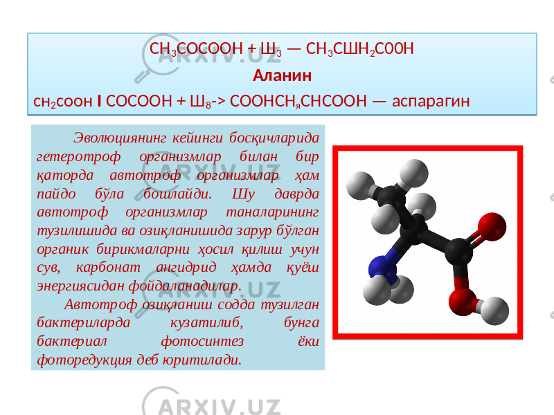 СН 3 СОСООН + Ш 3 — СН 3 СШН 2 С00Н Аланин сн 2 соон I СОСООН + Ш 8 -> СООНСН я СНСООН — аспарагин Эволюциянинг кейинги босқичларида гетеротроф организмлар билан бир қаторда автотроф организмлар ҳам пайдо бўла бошлайди. Шу даврда автотроф организмлар таналарининг тузилишида ва озиқланишида зарур бўлган органик бирикмаларни ҳосил қилиш учун сув, карбонат ангидрид ҳамда қуёш энергиясидан фойдаланадилар. Автотроф озиқланиш содда тузилган бактериларда кузатилиб, бунга бактериал фотосинтез ёки фоторедукция деб юритилади. 05 13 05 13 03 13 05 07 05 01 170A 07 17 0706 05 0102 14 19 08 0F 05 