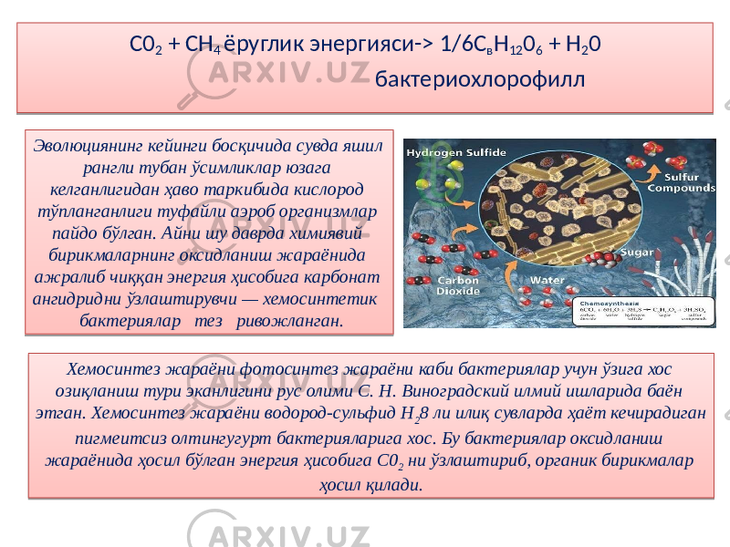 С0 2 + СН 4 ёруглик энергияси-> 1/6С в Н 12 0 6 + Н 2 0 бактериохлорофилл Эволюциянинг кейинги босқичида сувда яшил рангли тубан ўсимликлар юзага келганлигидан ҳаво таркибида кислород тўпланганлиги туфайли аэроб организмлар пайдо бўлган. Айни шу даврда химиявий бирикмаларнинг оксидланиш жараёнида ажралиб чиққан энергия ҳисобига карбонат ангидридни ўзлаштирувчи — хемосинтетик бактериялар тез ривожланган. Хемосинтез жараёни фотосинтез жараёни каби бактериялар учун ўзига хос озиқланиш тури эканлигини рус олими С. Н. Виноградский илмий ишларида баён этган. Хемосинтез жараёни водород-сульфид Н 2 8 ли илиқ сувларда ҳаёт кечирадиган пигмеитсиз олтингугурт бактерияларига хос. Бу бактериялар оксидланиш жараёнида ҳосил бўлган энергия ҳисобига С0 2 ни ўзлаштириб, органик бирикмалар ҳосил қилади. 0516 07 03 10 1D 35 02 23 16 33 03 07 16 03 2E1221 24 0F 11 0E 210716130D05 12 071E 07 0512 011F 0D 22 36 3F05 210209 1E 36 0508 14 