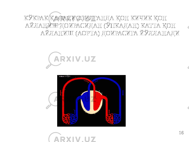  КЎКРАК ҚАФАСИ ЭЗИЛГАНДА ҚОН КИЧИК ҚОН АЙЛАНИШ ДОИРАСИДАН (ЎПКАДАН) КАТТА ҚОН АЙЛАНИШ (АОРТА) ДОИРАСИГА ЙЎЛЛАНАДИ 16 