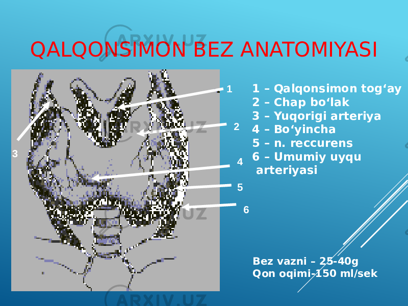 QALQONSIMON BEZ ANATOMIYASI 1 2 4 5 63 1 – Qalqonsimon tog‘ay 2 – Chap bo‘lak 3 – Yuqorigi arteriya 4 – Bo‘yincha 5 – n. reccurens 6 – Umumiy uyqu arteriyasi Bez vazni – 25-40g Qon oqimi-150 ml/sek 