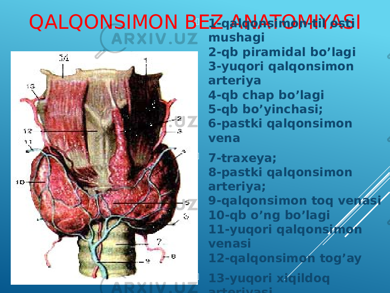 QALQONSIMON BEZ ANATOMIYASI  1-qalqonsimon-til osti mushagi 2-qb piramidal bo’lagi 3-yuqori qalqonsimon arteriya 4-qb chap bo’lagi 5-qb bo’yinchasi; 6-pastki qalqonsimon vena  7-traxeya; 8-pastki qalqonsimon arteriya; 9-qalqonsimon toq venasi 10-qb o’ng bo’lagi 11-yuqori qalqonsimon venasi 12-qalqonsimon tog’ay  13-yuqori xiqildoq arteriyasi 14-til osti suyagi 