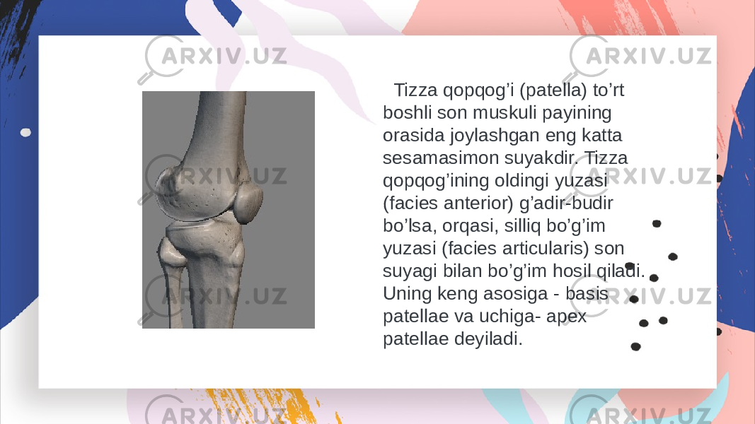  Tizza qopqog’i (patella) to’rt boshli son muskuli payining orasida joylashgan eng katta sesamasimon suyakdir. Tizza qopqog’ining oldingi yuzasi (facies anterior) g’adir-budir bo’lsa, orqasi, silliq bo’g’im yuzasi (facies articularis) son suyagi bilan bo’g’im hosil qiladi. Uning keng asosiga - basis patellae va uchiga- apex patellae deyiladi. 