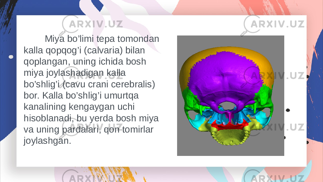  Miya bo’limi tepa tomondan kalla qopqog’i (calvaria) bilan qoplangan, uning ichida bosh miya joylashadigan kalla bo’shlig’i (cavu crani cerebralis) bor. Kalla bo’shlig’i umurtqa kanalining kengaygan uchi hisoblanadi, bu yerda bosh miya va uning pardalari, qon tomirlar joylashgan. 