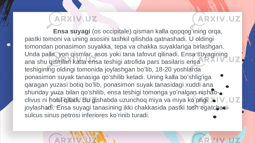  Ensa suyagi (os occipitale) qisman kalla qopqog’ining orqa, pastki tomoni va uning asosini tashkil qilishda qatnashadi. U oldingi tomondan ponasimon suyakka, tepa va chakka suyaklariga birlashgan. Unda palla, yon qismlar, asos yoki tana tafovut qilinadi. Ensa suyagining ana shu qismlari katta ensa teshigi atrofida pars basilaris ensa teshigining oldingi tomonida joylashgan bo’lib, 18-20 yoshlarda ponasimon suyak tanasiga qo’shilib ketadi. Uning kalla bo’shlig’iga qaragan yuzasi botiq bo’lib, ponasimon suyak tanasidagi xuddi ana shunday yuza bilan qo’shilib, ensa teshigi tomonga yo’nalgan nishab- clivus ni hosil qiladi. Bu gishabda uzunchoq miya va miya ko’prigi joylashadi. Ensa suyagi tanasining ikki chakkasida pastki tosh egatchasi- sulcus sinus petrosi inferiores ko’rinib turadi. 