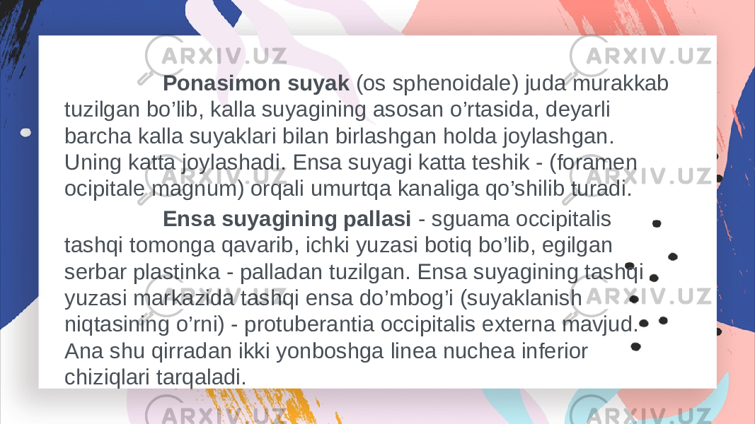  Ponasimon suyak (os sphenoidale) juda murakkab tuzilgan bo’lib, kalla suyagining asosan o’rtasida, deyarli barcha kalla suyaklari bilan birlashgan holda joylashgan. Uning katta joylashadi. Ensa suyagi katta teshik - (foramen ocipitale magnum) orqali umurtqa kanaliga qo’shilib turadi. Ensa suyagining pallasi - sguama occipitalis tashqi tomonga qavarib, ichki yuzasi botiq bo’lib, egilgan serbar plastinka - palladan tuzilgan. Ensa suyagining tashqi yuzasi markazida tashqi ensa do’mbog’i (suyaklanish niqtasining o’rni) - protuberantia occipitalis externa mavjud. Ana shu qirradan ikki yonboshga linea nuchea inferior chiziqlari tarqaladi. 