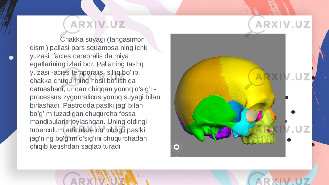  Chakka suyagi (tangasimon qismi) pallasi pars squamosa ning ichki yuzasi facies cerebralis da miya egatlarining izlari bor. Pallaning tashqi yuzasi -acies temporalis silliq bo’lib, chakka chuqurining hosil bo’lishida qatnashadi, undan chiqqan yonoq o’sig’i - processus zygomaticus yonoq suyagi bilan birlashadi. Pastroqda pastki jag’ bilan bo’g’im tuzadigan chuqurcha fossa mandibularis joylashgan. Uning oldingi tuberculum articulare do’mbog’i pastki jag’ning bo’g’im o’sig’ini chuqurchadan chiqib ketishdan saqlab turadi 