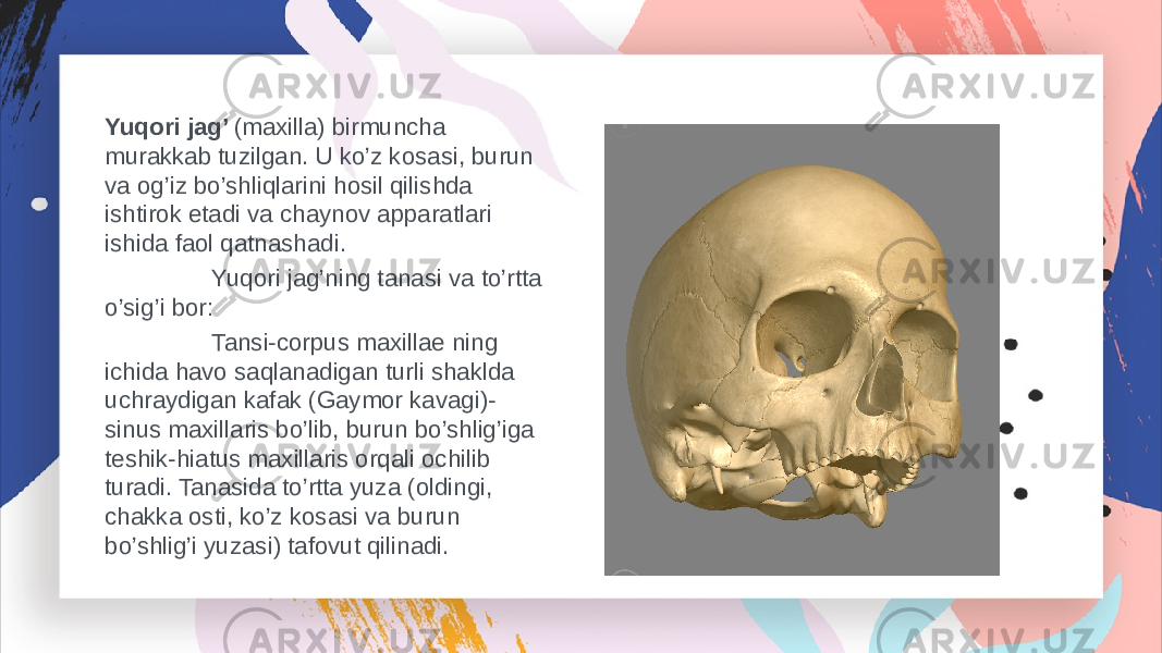 Yuqori jag’ (maxilla) birmuncha murakkab tuzilgan. U ko’z kosasi, burun va og’iz bo’shliqlarini hosil qilishda ishtirok etadi va chaynov apparatlari ishida faol qatnashadi. Yuqori jag’ning tanasi va to’rtta o’sig’i bor: Tansi-corpus maxillae ning ichida havo saqlanadigan turli shaklda uchraydigan kafak (Gaymor kavagi)- sinus maxillaris bo’lib, burun bo’shlig’iga teshik-hiatus maxillaris orqali ochilib turadi. Tanasida to’rtta yuza (oldingi, chakka osti, ko’z kosasi va burun bo’shlig’i yuzasi) tafovut qilinadi. 