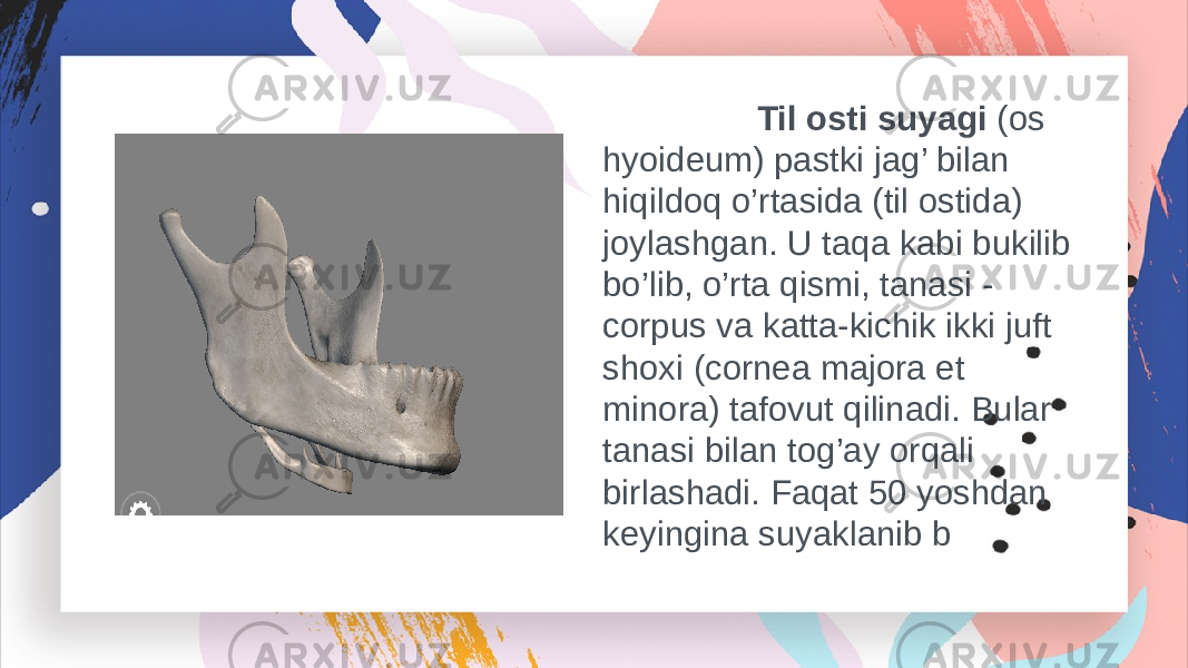  Til osti suyagi (os hyoideum) pastki jag’ bilan hiqildoq o’rtasida (til ostida) joylashgan. U taqa kabi bukilib bo’lib, o’rta qismi, tanasi - corpus va katta-kichik ikki juft shoxi (cornea majora et minora) tafovut qilinadi. Bular tanasi bilan tog’ay orqali birlashadi. Faqat 50 yoshdan keyingina suyaklanib b 