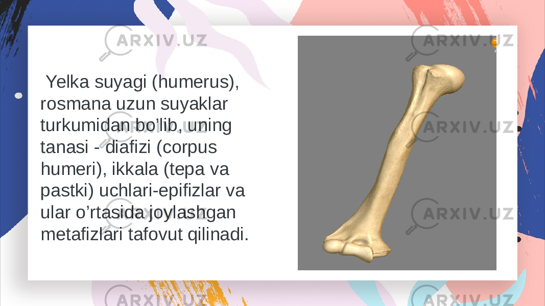  Yelka suyagi (humerus), rosmana uzun suyaklar turkumidan bo’lib, uning tanasi - diafizi (corpus humeri), ikkala (tepa va pastki) uchlari-epifizlar va ular o’rtasida joylashgan metafizlari tafovut qilinadi. 