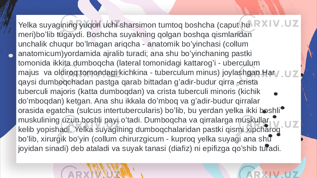 Yelka suyagining yuqori uchi sharsimon tumtoq boshcha (caput hu meri)bo’lib tugaydi. Boshcha suyakning qolgan boshqa qismlaridan unchalik chuqur bo’lmagan ariqcha - anatomik bo’yinchasi (collum anatomicum)yordamida ajralib turadi; ana shu bo’yinchaning pastki tomonida ikkita dumboqcha (lateral tomonidagi kattarog’i - uberculum majus va oldiroq tomondagi kichkina - tuberculum minus) joylashgan.Har qaysi dumboqchadan pastga qarab bittadan g’adir-budur qirra -crista tuberculi majoris (katta dumboqdan) va crista tuberculi minoris (kichik do’mboqdan) ketgan. Ana shu ikkala do’mboq va g’adir-budur qirralar orasida egatcha (sulcus intertubercularis) bo’lib, bu yerdan yelka ikki boshli muskulining uzun boshli payi o’tadi. Dumboqcha va qirralarga muskullar kelib yopishadi. Yelka suyagining dumboqchalaridan pastki qismi xipcharoq bo’lib, xirurgik bo’yin (collum chirurzgicum - kuproq yelka suyagi ana shu joyidan sinadi) deb ataladi va suyak tanasi (diafiz) ni epifizga qo’shib turadi. 