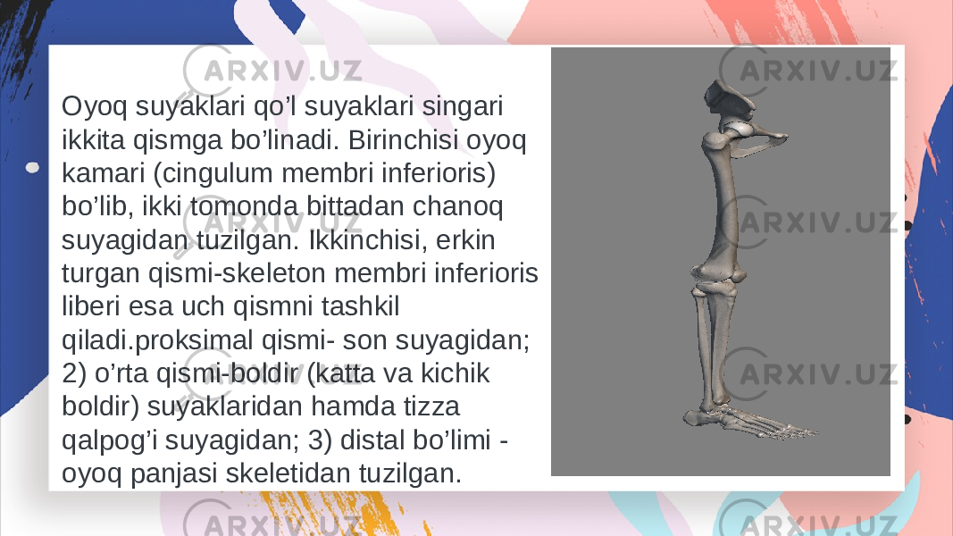 Oyoq suyaklari qo’l suyaklari singari ikkita qismga bo’linadi. Birinchisi oyoq kamari (cingulum membri inferioris) bo’lib, ikki tomonda bittadan chanoq suyagidan tuzilgan. Ikkinchisi, erkin turgan qismi-skeleton membri inferioris liberi esa uch qismni tashkil qiladi.proksimal qismi- son suyagidan; 2) o’rta qismi-boldir (katta va kichik boldir) suyaklaridan hamda tizza qalpog’i suyagidan; 3) distal bo’limi - oyoq panjasi skeletidan tuzilgan. 