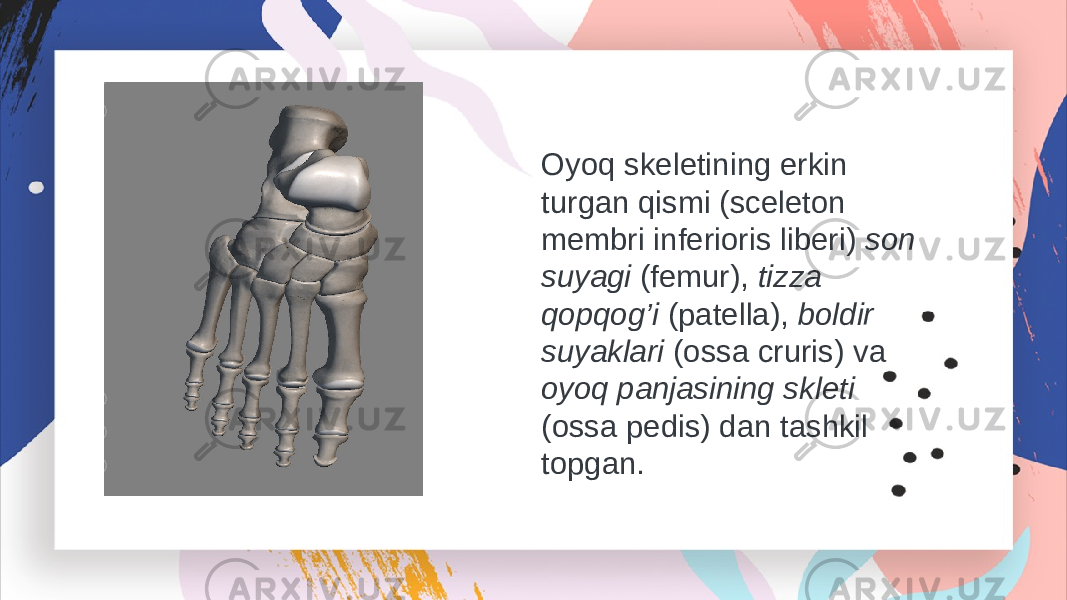 Oyoq skeletining erkin turgan qismi (sceleton membri inferioris liberi) son suyagi (femur), tizza qopqog’i (patella), boldir suyaklari (ossa cruris) va oyoq panjasining skleti (ossa pedis) dan tashkil topgan. 