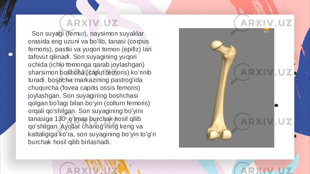  Son suyagi (femur), naysimon suyaklar orasida eng uzuni va bo’lib, tanasi (corpus femoris), pastki va yuqori tomon (epifiz) lari tafovut qilinadi. Son suyagining yuqori uchida (ichki tomonga qarab joylashgan) sharsimon boshcha (caput femoris) ko’rinib turadi. boshcha markazining pastrog’ida chuqurcha (fovea capitis ossis femoris) joylashgan. Son suyagining boshchasi qolgan bo’lagi bilan bo’yin (collum femoris) orqali qo’shilgan. Son suyagining bo’yini tanasiga 130 0 o’tmas burchak hosil qilib qo’shilgan. Ayollar chanog’ining keng va kattaligiga ko’ra, son suyagining bo’yin to’g’ri burchak hosil qilib birlashadi. 