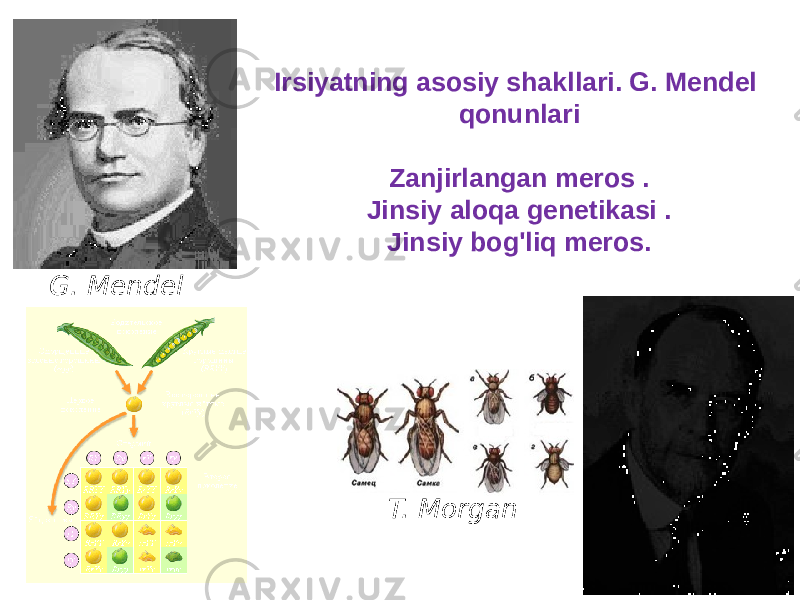 G. Mendel T. MorganIrsiyatning asosiy shakllari. G. Mendel qonunlari Zanjirlangan meros . Jinsiy aloqa genetikasi . Jinsiy bog&#39;liq meros. 