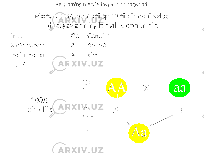 Mendelning birinchi qonuni birinchi avlod duragaylarining bir xillik qonunidir. Imzo Gen Genotip Sariq no&#39;xat A AA, AA Yashil no&#39;xat A ahh F 1 - ? 100% bir xillik Belgilarning Mendel irsiyatining naqshlari 