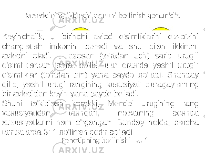 Mendelning ikkinchi qonuni bo&#39;linish qonunidir. Genotipning bo&#39;linishi - 1: 2: 1 Fenotipning bo&#39;linishi - 3: 1Keyinchalik, u birinchi avlod o&#39;simliklarini o&#39;z-o&#39;zini changlatish imkonini beradi va shu bilan ikkinchi avlodni oladi. U asosan (to&#39;rtdan uch) sariq urug&#39;li o&#39;simliklardan iborat bo&#39;lib, ular orasida yashil urug&#39;li o&#39;simliklar (to&#39;rtdan biri) yana paydo bo&#39;ladi. Shunday qilib, yashil urug&#39; rangining xususiyati duragaylarning bir avlodidan keyin yana paydo bo&#39;ladi. Shuni ta&#39;kidlash kerakki, Mendel urug&#39;ning rang xususiyatidan tashqari, no&#39;xatning boshqa xususiyatlarini ham o&#39;rgangan. Bunday holda, barcha tajribalarda 3: 1 bo&#39;linish sodir bo&#39;ladi. 