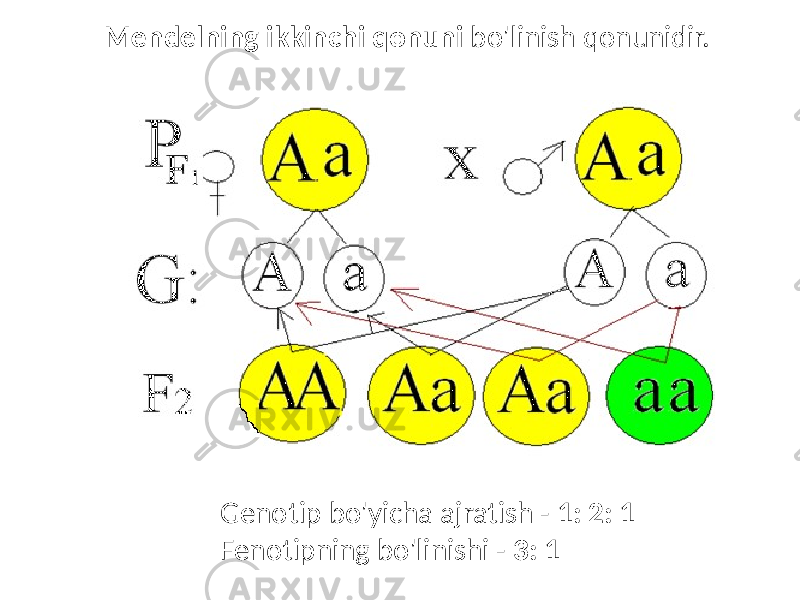 Mendelning ikkinchi qonuni bo&#39;linish qonunidir. Genotip bo&#39;yicha ajratish - 1: 2: 1 Fenotipning bo&#39;linishi - 3: 1 