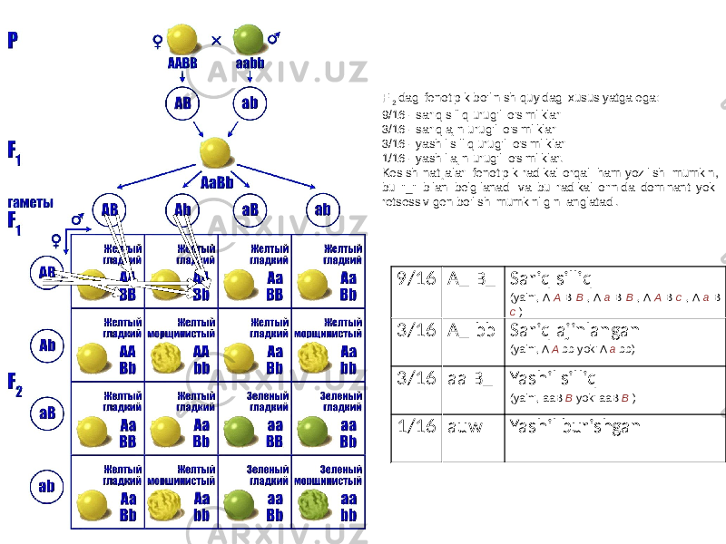 9/16 A_ B_ Sariq silliq (ya&#39;ni, A A B B , A a B B , A A B c , A a B c ) 3/16 A_ bb Sariq ajinlangan (ya&#39;ni, A A bb yoki A a bb) 3/16 aa B_ Yashil silliq (ya&#39;ni, aaB B yoki aaB B ) 1/16 auw Yashil burishganF 2 dagi fenotipik bo&#39;linish quyidagi xususiyatga ega: 9/16 - sariq silliq urug&#39;li o&#39;simliklar 3/16 - sariq ajin urug&#39;li o&#39;simliklar 3/16 - yashil silliq urug&#39;li o&#39;simliklar 1/16 - yashil ajin urug&#39;li o&#39;simliklar. Kesish natijalari fenotipik radikal orqali ham yozilishi mumkin, bu &#34;_&#34; bilan belgilanadi va bu radikal o&#39;rnida dominant yoki retsessiv gen bo&#39;lishi mumkinligini anglatadi. 