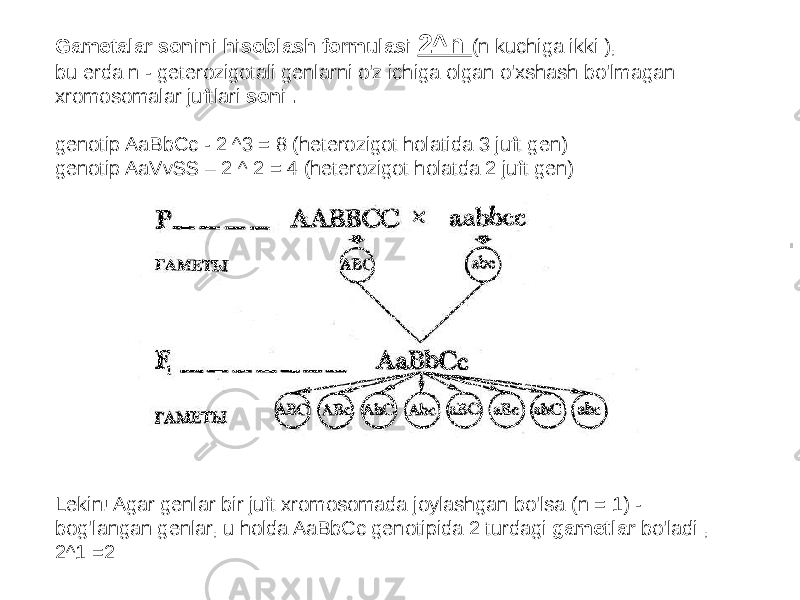 Gametalar sonini hisoblash formulasi   2^n (n kuchiga ikki ), bu erda n - geterozigotali genlarni o&#39;z ichiga olgan o&#39;xshash bo&#39;lmagan xromosomalar juftlari soni . genotip AaBbCc - 2 ^3 = 8 (heterozigot holatida 3 juft gen) genotip AaVvSS – 2 ^ 2 = 4 (heterozigot holatda 2 juft gen) Lekin! Agar genlar bir juft xromosomada joylashgan bo&#39;lsa (n = 1) - bog&#39;langan genlar, u holda AaBbCc genotipida 2 turdagi gametlar bo&#39;ladi , 2^1 =2 