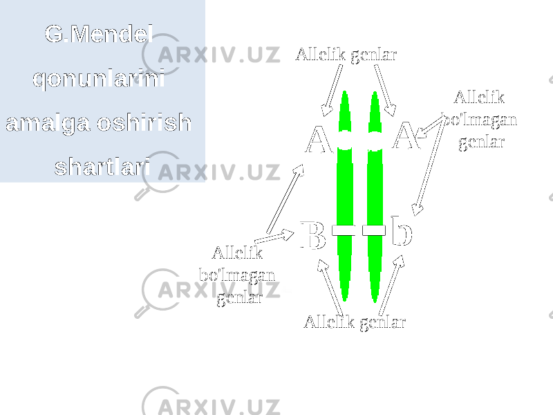 G.Mendel qonunlarini amalga oshirish shartlari A A B bAllelik genlar Allelik genlar Allelik bo&#39;lmagan genlar Allelik bo&#39;lmagan genlar 