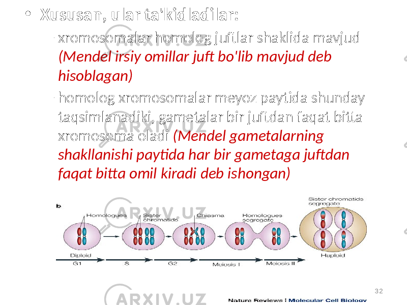 • Xususan, ular ta&#39;kidladilar: – xromosomalar homolog juftlar shaklida mavjud (Mendel irsiy omillar juft bo&#39;lib mavjud deb hisoblagan) – homolog xromosomalar meyoz paytida shunday taqsimlanadiki, gametalar bir juftdan faqat bitta xromosoma oladi (Mendel gametalarning shakllanishi paytida har bir gametaga juftdan faqat bitta omil kiradi deb ishongan) 32 