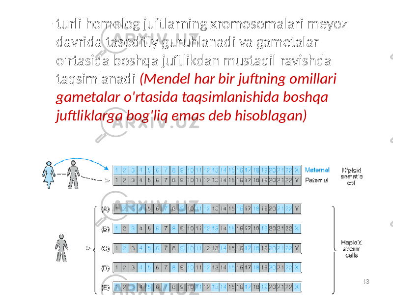 – turli homolog juftlarning xromosomalari meyoz davrida tasodifiy guruhlanadi va gametalar o&#39;rtasida boshqa juftlikdan mustaqil ravishda taqsimlanadi (Mendel har bir juftning omillari gametalar o&#39;rtasida taqsimlanishida boshqa juftliklarga bog&#39;liq emas deb hisoblagan) 33 