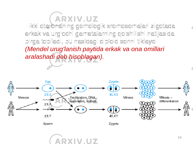 34- ikki ota-onaning gomologik xromosomalari zigotada erkak va urg&#39;ochi gametalarning qo&#39;shilishi natijasida birga topiladi, bu nasldagi diploid sonni tiklaydi (Mendel urug&#39;lanish paytida erkak va ona omillari aralashadi deb hisoblagan). 