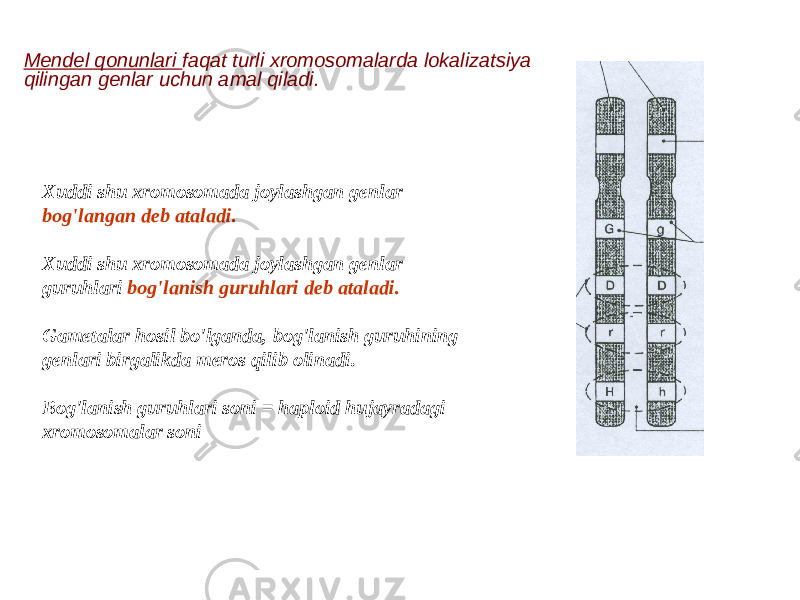 Mendel qonunlari faqat turli xromosomalarda lokalizatsiya qilingan genlar uchun amal qiladi. Xuddi shu xromosomada joylashgan genlar bog&#39;langan deb ataladi. Xuddi shu xromosomada joylashgan genlar guruhlari bog&#39;lanish guruhlari deb ataladi. Gametalar hosil bo&#39;lganda, bog&#39;lanish guruhining genlari birgalikda meros qilib olinadi. Bog&#39;lanish guruhlari soni = haploid hujayradagi xromosomalar soni 