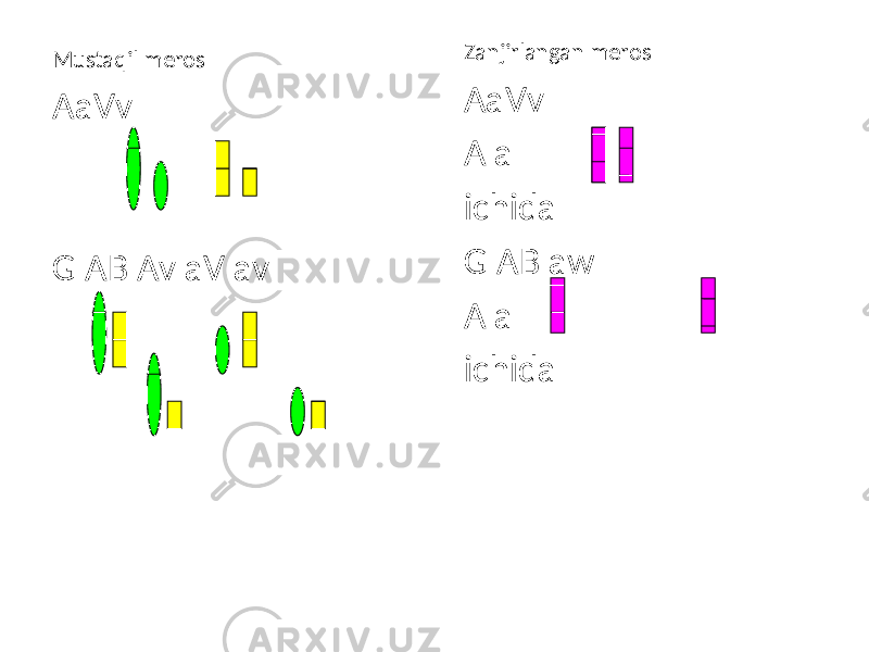 Mustaqil meros AaVv G AB Av aV av Zanjirlangan meros AaVv A a ichida G AB aw A a ichida 