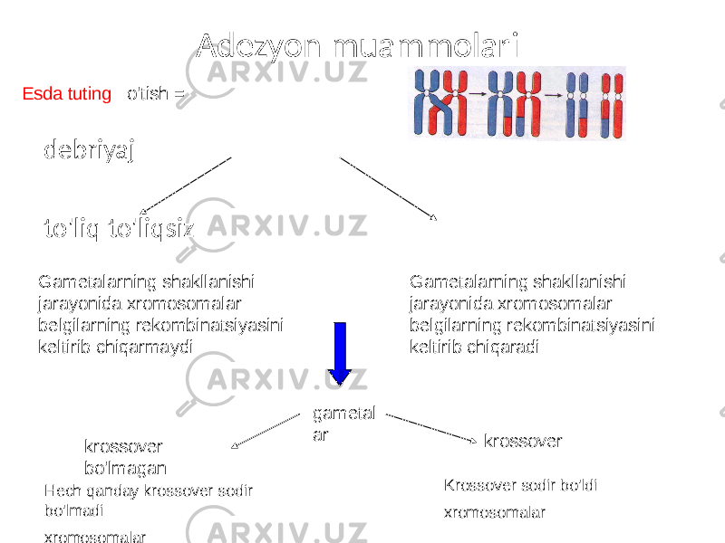 Adezyon muammolari debriyaj to&#39;liq to&#39;liqsiz Gametalarning shakllanishi jarayonida xromosomalar belgilarning rekombinatsiyasini keltirib chiqarmaydi Gametalarning shakllanishi jarayonida xromosomalar belgilarning rekombinatsiyasini keltirib chiqaradi gametal ar krossover krossover bo&#39;lmagan Krossover sodir bo&#39;ldi xromosomalarHech qanday krossover sodir bo&#39;lmadi xromosomalarEsda tuting : o&#39;tish = 