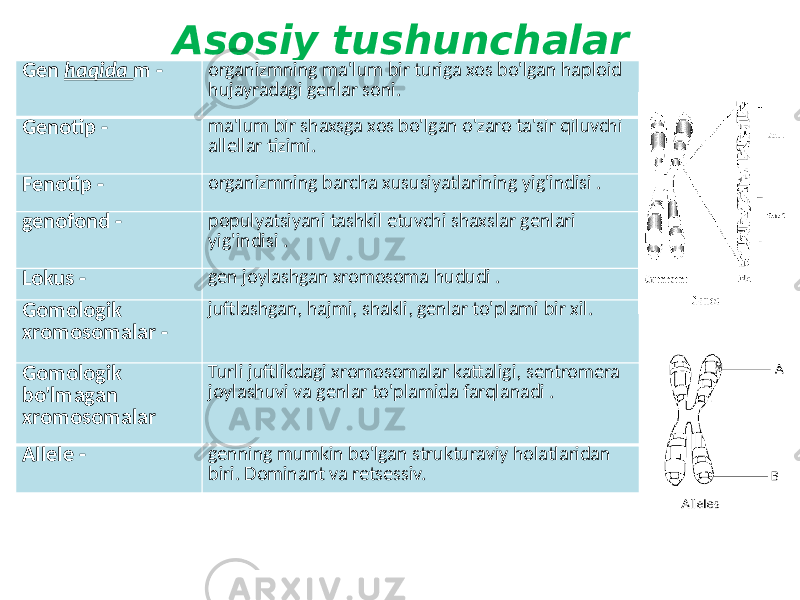 Asosiy tushunchalar Gen haqida m - organizmning ma&#39;lum bir turiga xos bo&#39;lgan haploid hujayradagi genlar soni. Genotip - ma&#39;lum bir shaxsga xos bo&#39;lgan o&#39;zaro ta&#39;sir qiluvchi allellar tizimi. Fenotip - organizmning barcha xususiyatlarining yig&#39;indisi . genofond - populyatsiyani tashkil etuvchi shaxslar genlari yig&#39;indisi . Lokus - gen joylashgan xromosoma hududi . Gomologik xromosomalar - juftlashgan, hajmi, shakli, genlar to&#39;plami bir xil. Gomologik bo&#39;lmagan xromosomalar Turli juftlikdagi xromosomalar kattaligi, sentromera joylashuvi va genlar to&#39;plamida farqlanadi . Allele - genning mumkin bo&#39;lgan strukturaviy holatlaridan biri. Dominant va retsessiv. 