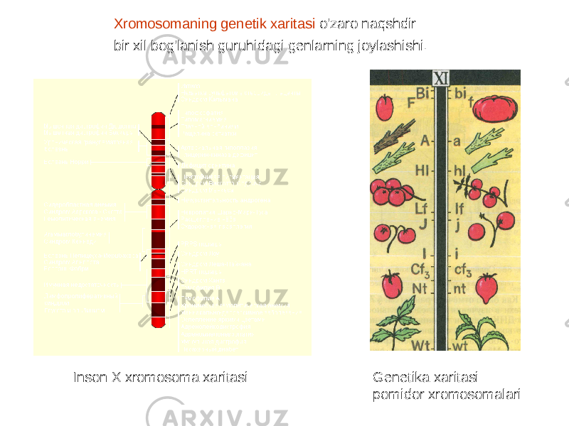 Xromosomaning genetik xaritasi o&#39;zaro naqshdir bir xil bog&#39;lanish guruhidagi genlarning joylashishi. Inson X xromosoma xaritasi Genetika xaritasi pomidor xromosomalari 