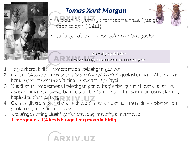 Tomas Xant Morgan • Morgan irsiyatning xromosoma nazariyasiga asos solgan ( 1911) • Tadqiqot ob&#39;ekti - Drosophila melanogaster   1. Irsiy axborot birligi xromosomada joylashgan gendir . 2. ma&#39;lum lokuslarda xromosomalarda chiziqli tartibda joylashtirilgan . Allel genlar homolog xromosomalarda bir xil lokuslarni egallaydi. 3. Xuddi shu xromosomada joylashgan genlar bog&#39;lanish guruhini tashkil qiladi va asosan birgalikda meros bo&#39;lib o&#39;tadi; bog&#39;lanish guruhlari soni xromosomalarning haploid to&#39;plamiga teng. 4. Gomologik xromosomalar o&#39;rtasida bo&#39;limlar almashinuvi mumkin - kesishish, bu genlarning birlashishini buzadi. 5. Krossingoverning ulushi genlar orasidagi masofaga mutanosib. 1 morganid - 1% kesishuvga teng masofa birligi. Asosiy qoidalar irsiyatning xromosoma nazariyasi 