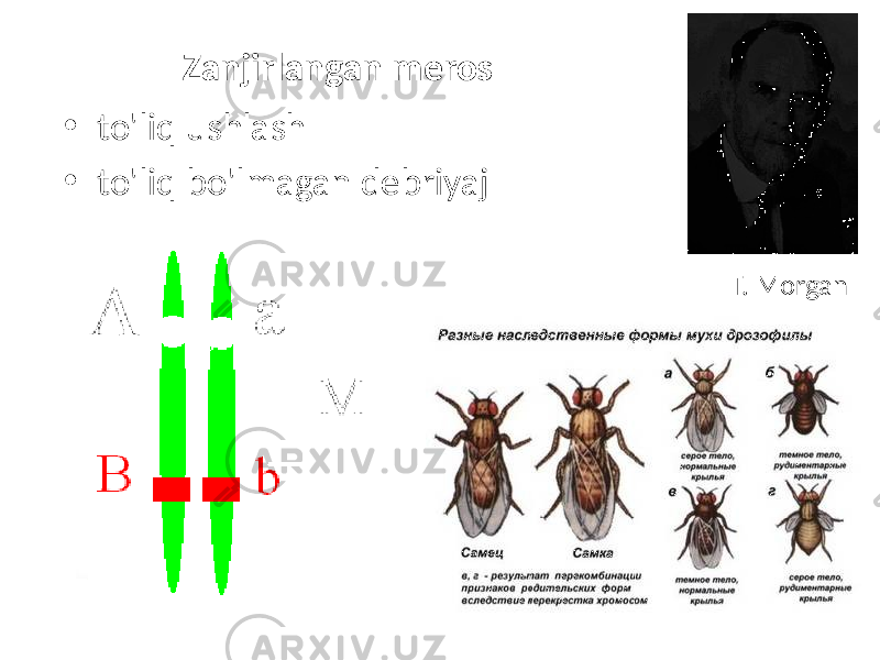 Zanjirlangan meros • to&#39;liq ushlash • to&#39;liq bo&#39;lmagan debriyaj T. Morgan 