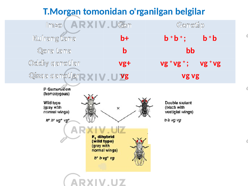 T.Morgan tomonidan o&#39;rganilgan belgilar Imzo Gen Genotip Kulrang tana b+ b + b + ; b + b Qora tana b bb Oddiy qanotlar vg+ vg + vg + ; vg + vg Qisqa qanotlar vg vg vg 