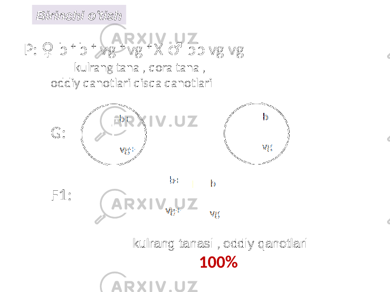 P: b ♀ + b + vg + vg + X bb vg vg ♂ kulrang tana , qora tana , oddiy qanotlari qisqa qanotlari G: F1: kulrang tanasi , oddiy qanotlari 100% Birinchi o&#39;tish 