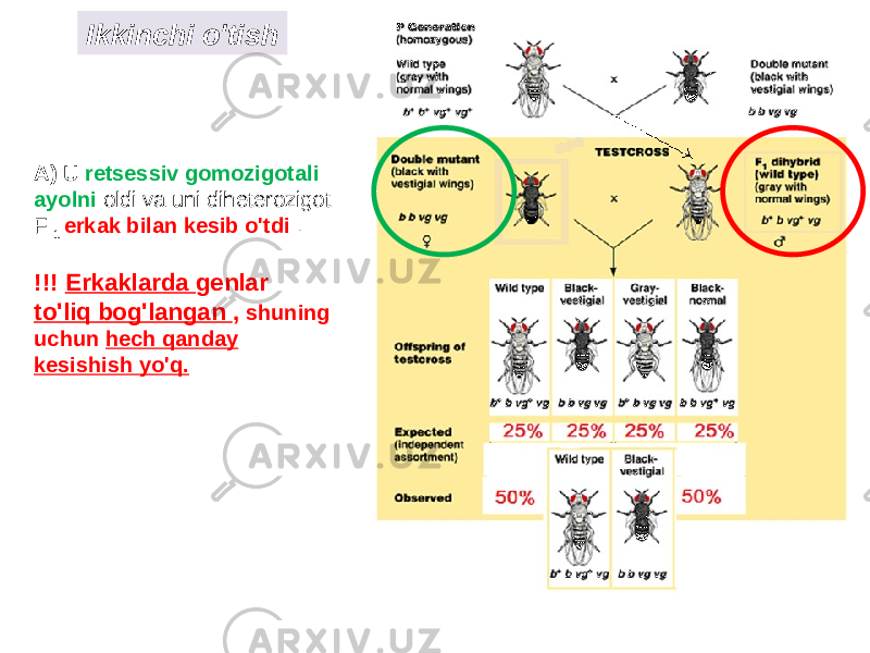 Ikkinchi o&#39;tish A) U retsessiv gomozigotali ayolni oldi va uni diheterozigot F 1 erkak bilan kesib o&#39;tdi . !!! Erkaklarda genlar to&#39;liq bog&#39;langan , shuning uchun hech qanday kesishish yo&#39;q. 